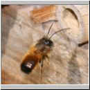 Osmia bicornis - Rote Mauerbiene 28.jpg